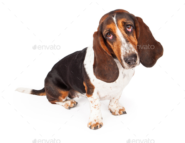 Black and tan sales basset hound